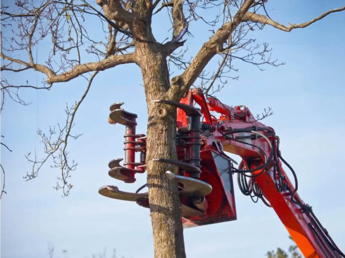 Crane grapple holding a tall tree trunk during a removal